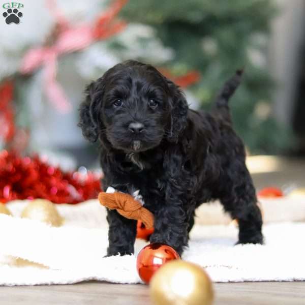 Benson, Cockapoo Puppy