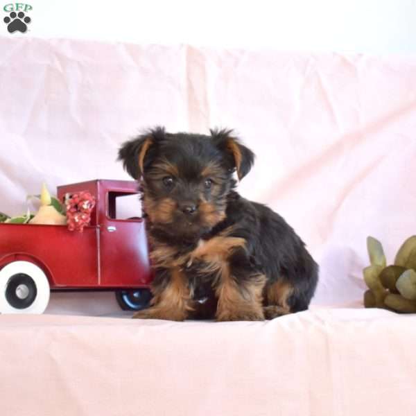 Bentley, Yorkie Puppy