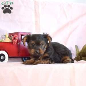 Bentley, Yorkie Puppy