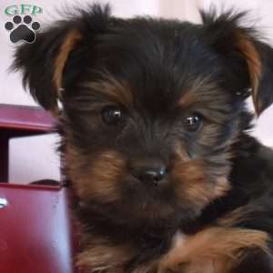 Bentley, Yorkie Puppy