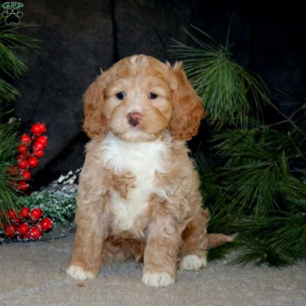 Bentley, Cockapoo Puppy
