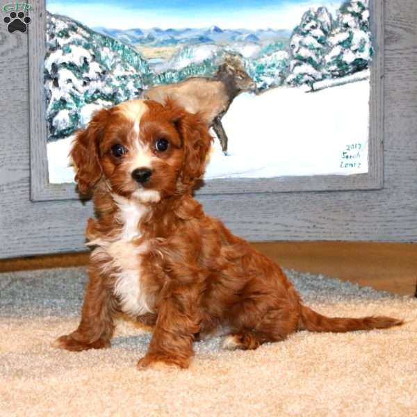Bentley, Cavapoo Puppy