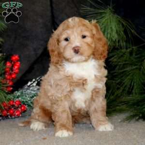Bentley, Cockapoo Puppy