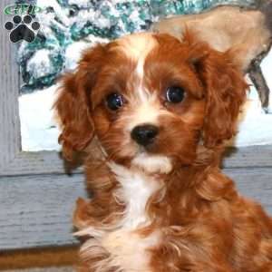 Bentley, Cavapoo Puppy