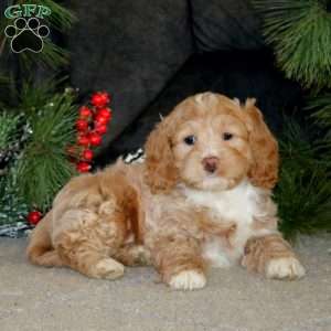 Bentley, Cockapoo Puppy