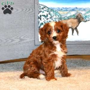 Bentley, Cavapoo Puppy