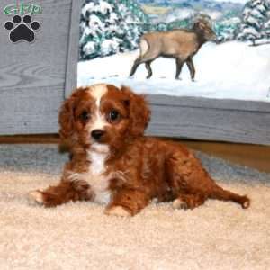 Bentley, Cavapoo Puppy