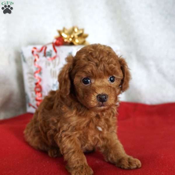 Bentley, Toy Poodle Puppy