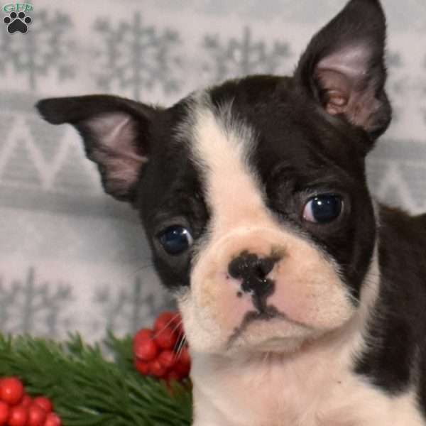 Berries, Boston Terrier Puppy