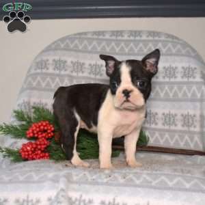 Berries, Boston Terrier Puppy