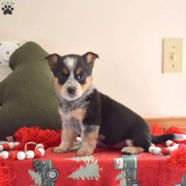 Berry, Welsh Corgi Mix Puppy