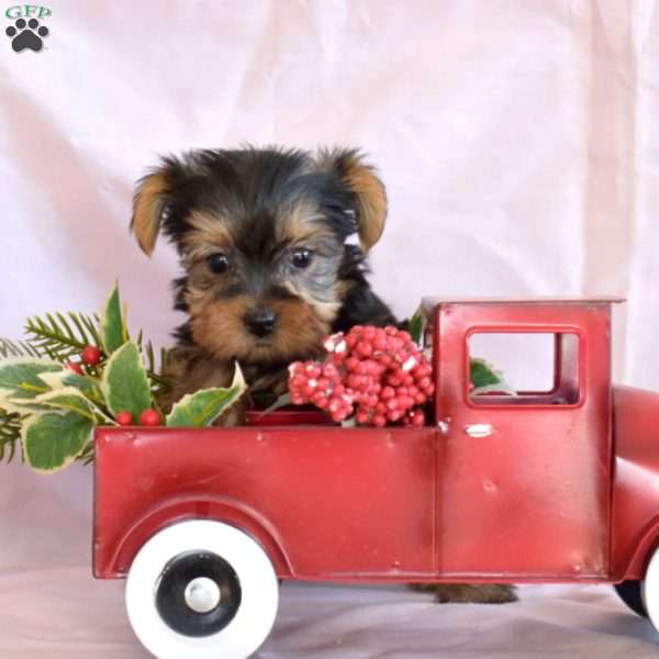 Berry, Yorkie Puppy