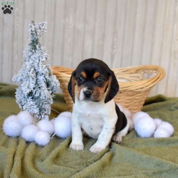 Berry, Beagle Puppy