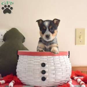 Berry, Welsh Corgi Mix Puppy