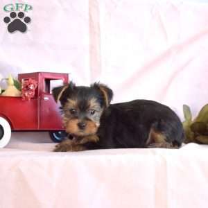 Berry, Yorkie Puppy