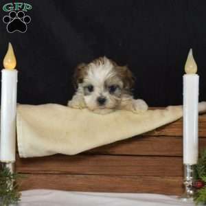 Berry, Mal-Shi Puppy