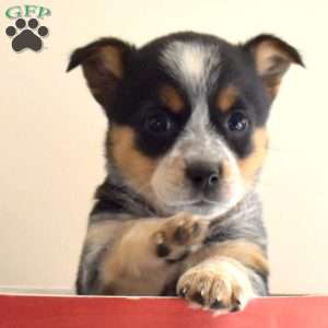 Berry, Welsh Corgi Mix Puppy