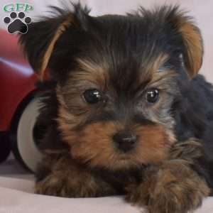 Berry, Yorkie Puppy