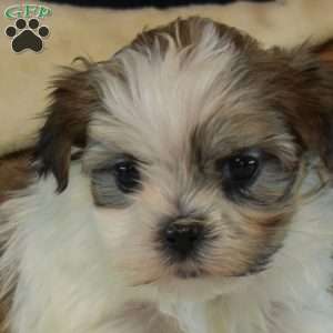 Berry, Mal-Shi Puppy