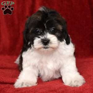 Bessie, Shih-Poo Puppy