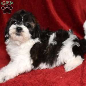 Bessie, Shih-Poo Puppy