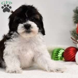 Bessie, Shih-Poo Puppy