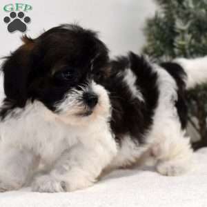 Bessie, Shih-Poo Puppy