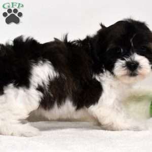 Bessie, Shih-Poo Puppy