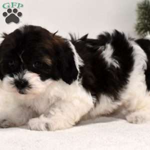 Bessie, Shih-Poo Puppy