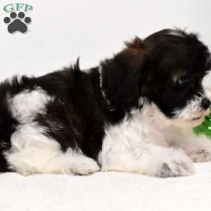 Bessie, Shih-Poo Puppy