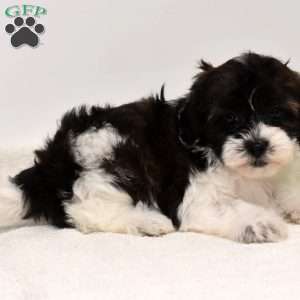 Bessie, Shih-Poo Puppy