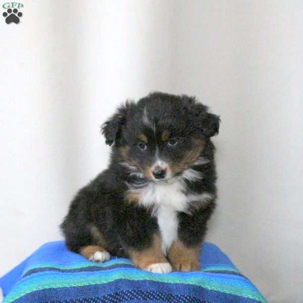 Beth, Miniature Australian Shepherd Puppy