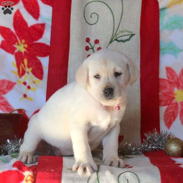 Beth, Yellow Labrador Retriever Puppy