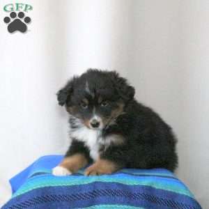 Beth, Miniature Australian Shepherd Puppy