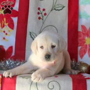 Beth, Yellow Labrador Retriever Puppy