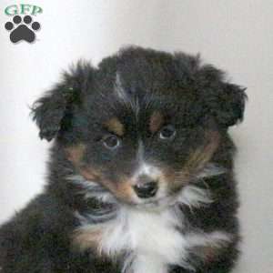 Beth, Miniature Australian Shepherd Puppy