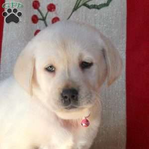 Beth, Yellow Labrador Retriever Puppy