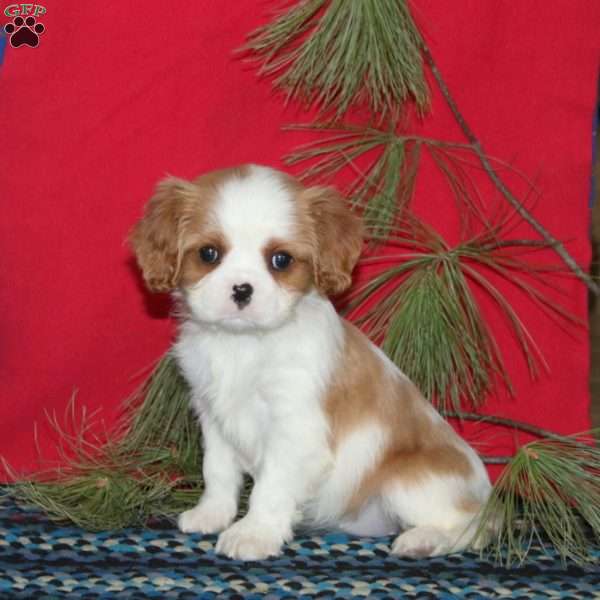 Beth, Cavalier King Charles Spaniel Puppy