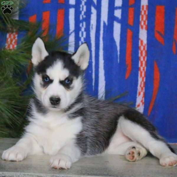 Betsy, Siberian Husky Puppy