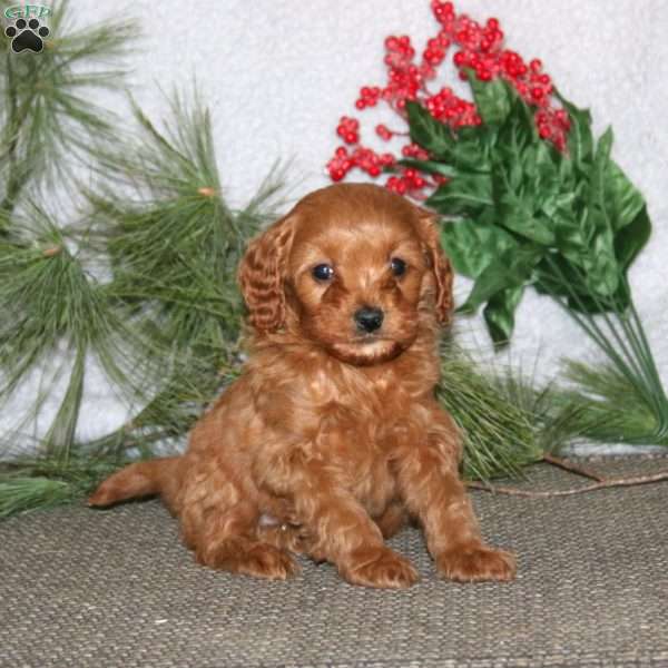 Betsy, Cavapoo Puppy