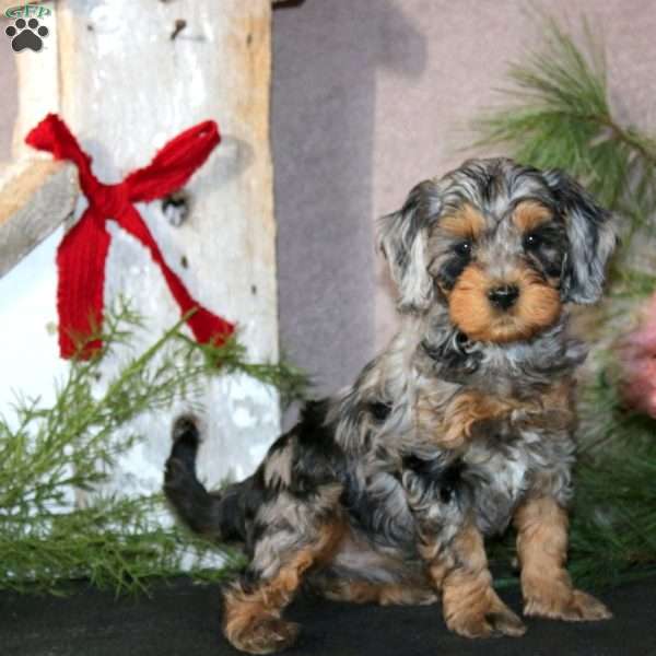 Betsy, Cavapoo Puppy
