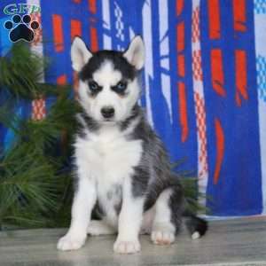 Betsy, Siberian Husky Puppy
