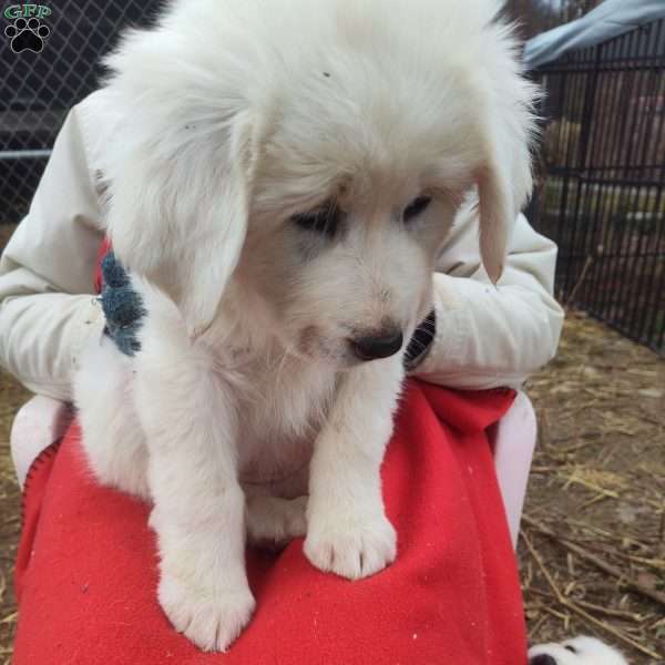 Betsy, Great Pyrenees Puppy