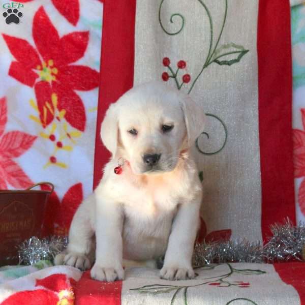 Betty, Yellow Labrador Retriever Puppy