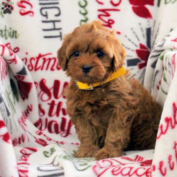 Betty, Cavapoo Puppy