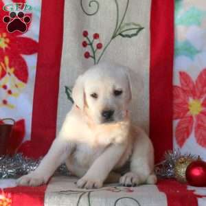 Betty, Yellow Labrador Retriever Puppy