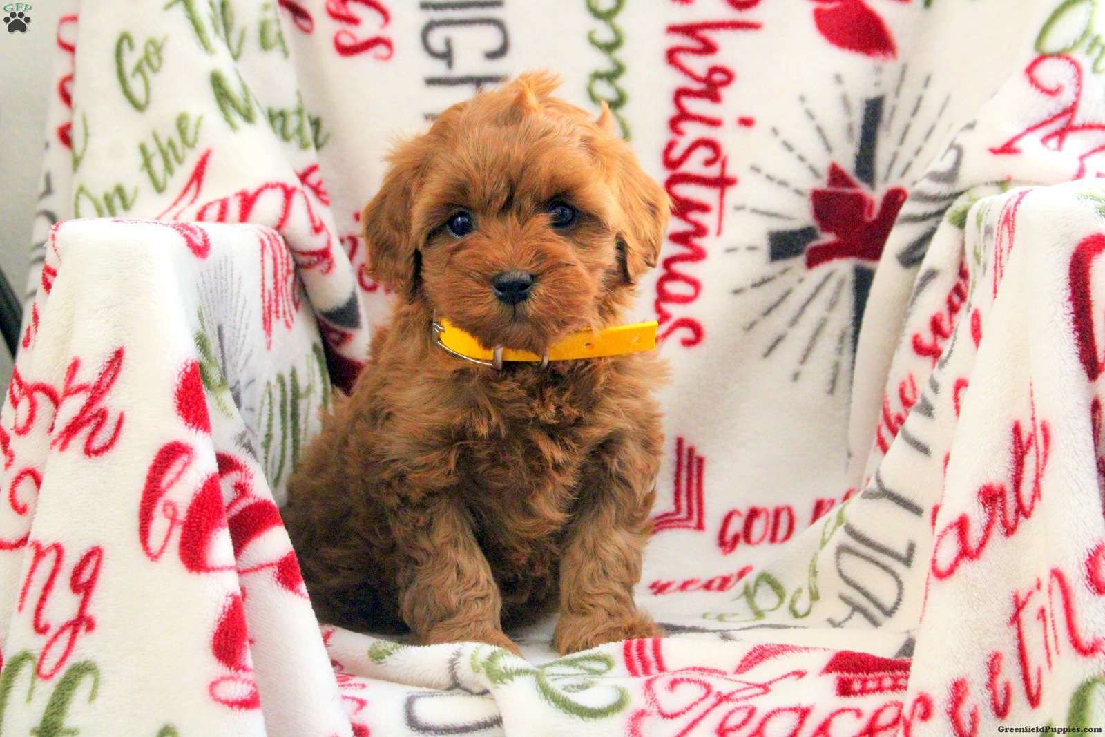 Betty - Cavapoo Puppy For Sale in Pennsylvania