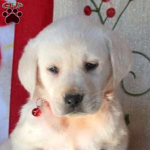 Betty, Yellow Labrador Retriever Puppy