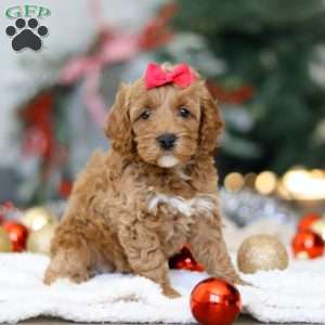 Beverly, Cockapoo Puppy