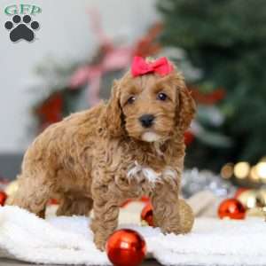 Beverly, Cockapoo Puppy